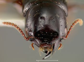 Media type: image;   Entomology 20237 Aspect: head frontal view